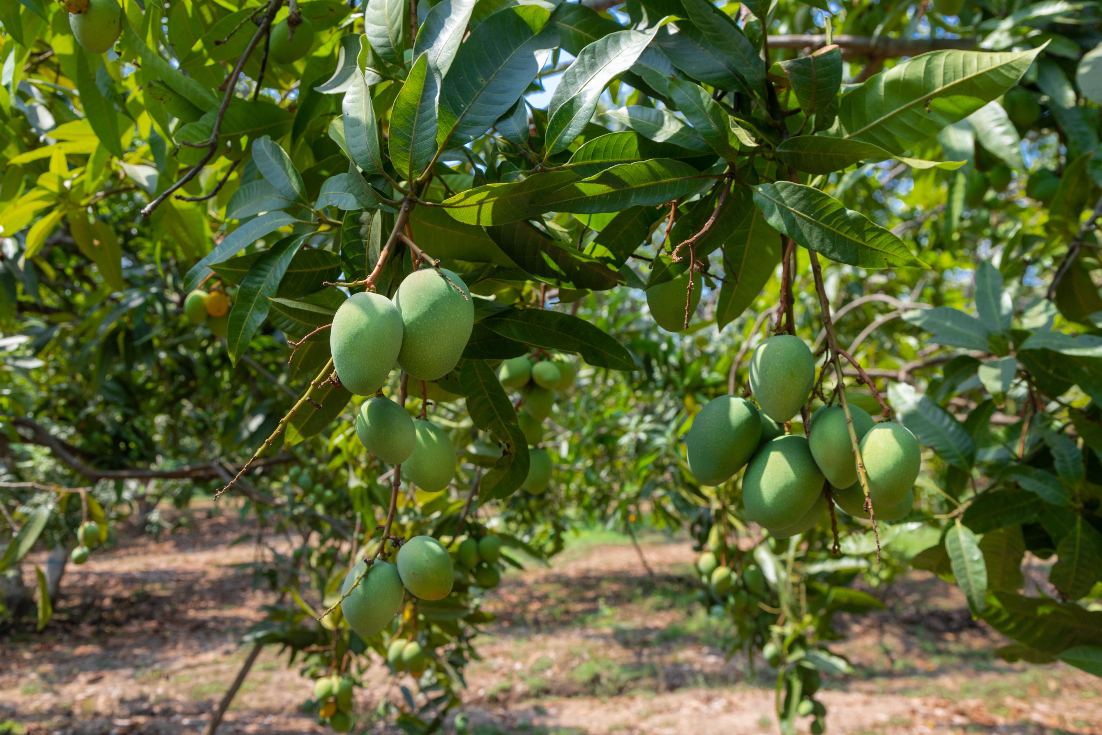 mango tree